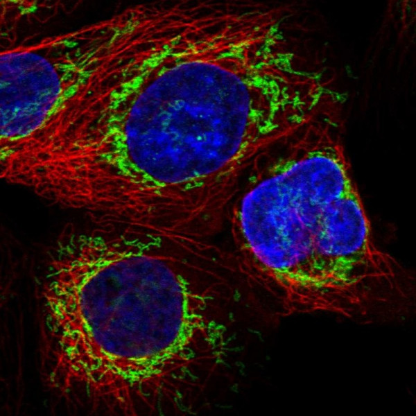 Anti-ATP5I