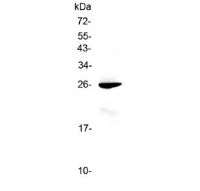 Anti-RND1 / Rho-related GTP-binding protein Rho6
