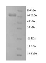 Leucine-rich repeat-containing protein 40 (LRRC40), human, recombinant