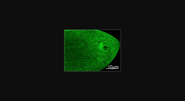 Anti-Myosin Heavy Chain, monoclonal