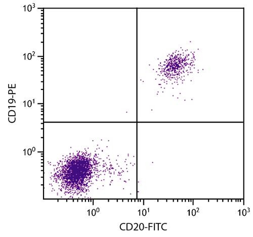 Anti-CD20 (FITC), clone B-Ly1