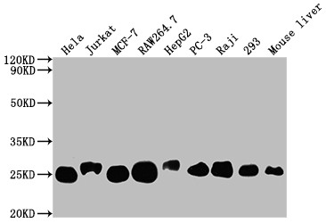 Anti-TPT1 Recombinant Monoclonal, clone 10A9