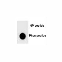 Anti-phospho-BAD (Ser124)