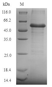 Cystathionine beta-synthase (CYS4), Saccharomyces cerevisiae, recombinant