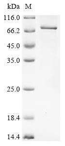 Paired box protein Pax-7(PAX7), human, recombinant