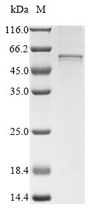 Collagen alpha-1 (XXVI) chain (Col26a1), mouse, recombinant
