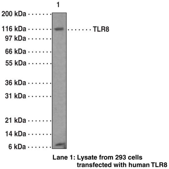 Anti-Toll-Like Receptor 8 (Clone 44C143)