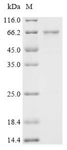 Probable RNA-binding protein 46 (RBM46), recombinant human