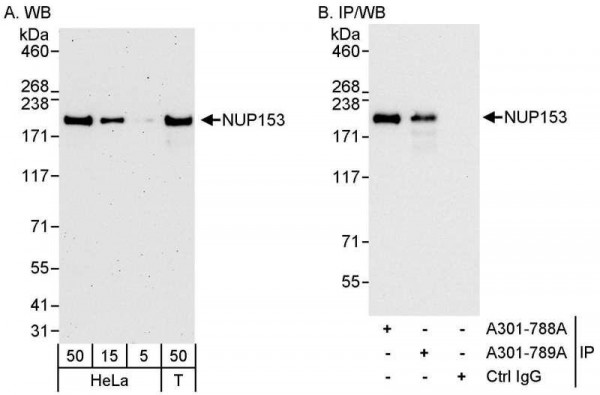 Anti-NUP153