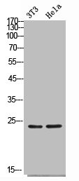 Anti-FGF4