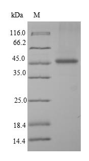 Paralemmin-1 (PALM), human, recombinant