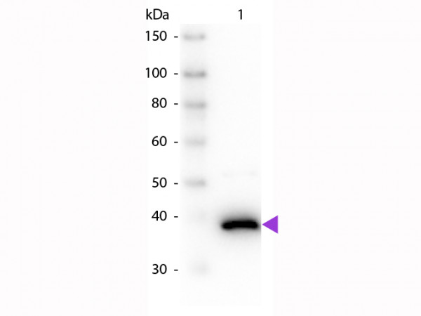 Anti-D-AMINO ACID OXIDASE (Pig Kidney)