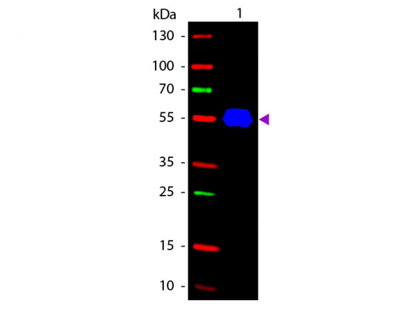 Anti-Mouse IgG2a (Gamma 2A Chain) [Rabbit] Fluorescein conjugated