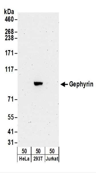 Anti-Gephyrin