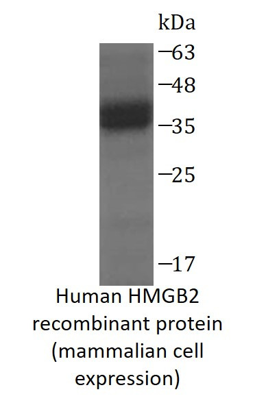 Human HMGB2 recombinant protein (mammalian cell expression) (His-SUMO tagged)