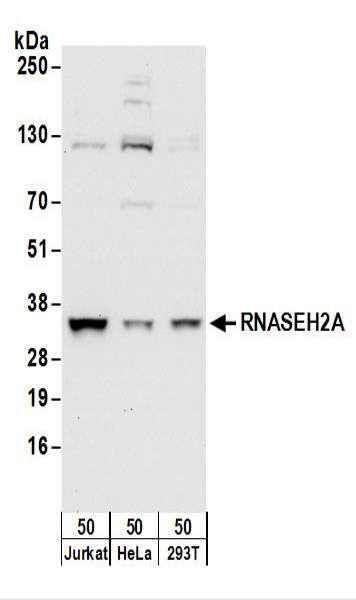 Anti-RNASEH2A