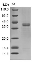 Legumain (LGMN), Macaca fascicularis, recombinant