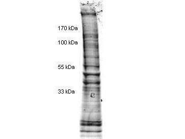 HeLa Cell Nuclear Extract in 1 x SDS-PAGE Sample Buffer
