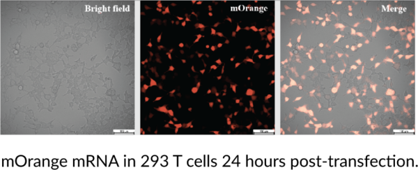mOrange mRNA (Cap-1, m1Psi)