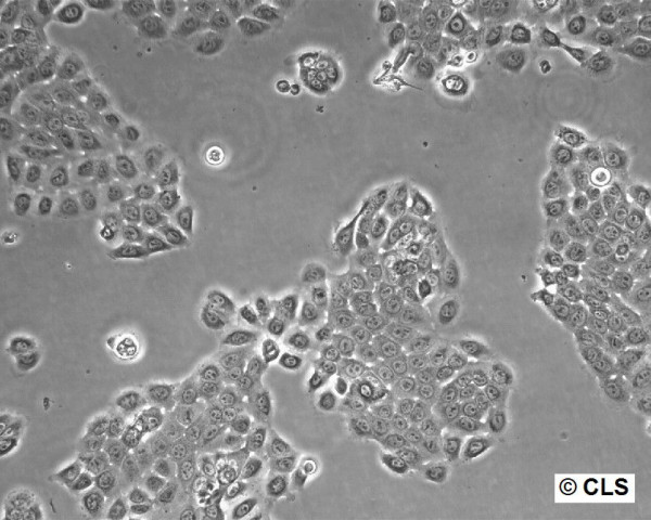 RTE-2 Cells