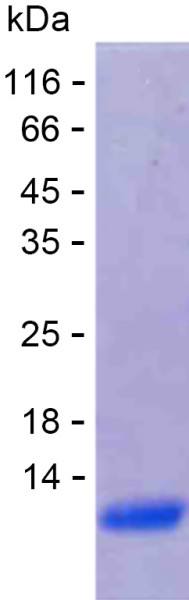 Recombinant Human GNG11 Protein
