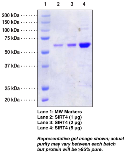 SIRT4 (human recombinant)