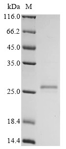 G antigen 7 (GAGE7), human, recombinant