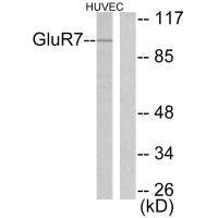 Anti-GRM7