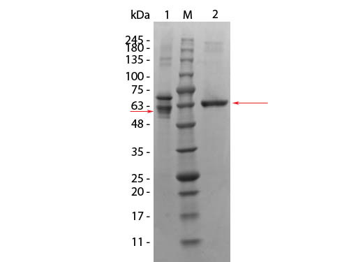 AKT3 Human Recombinant Protein