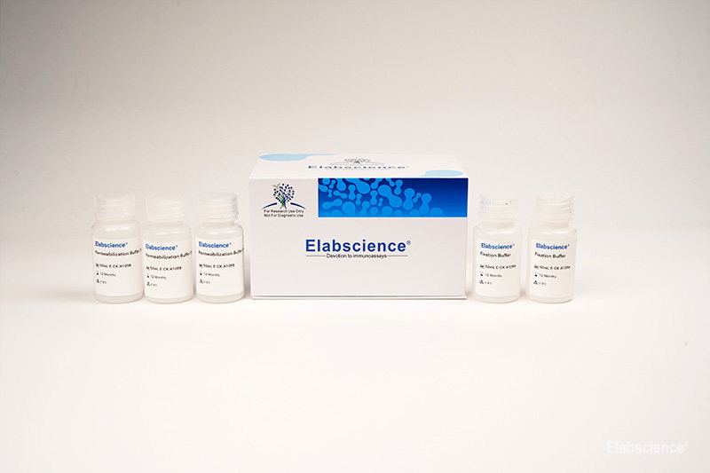 Intracellular Fixation/Permeabilization Buffer kit Elabscience