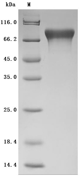 Cell adhesion molecule 1 (CADM1), partial (Active), human, recombinant