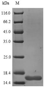Beta-nerve growth factor (Ngf), rat, recombinant