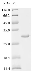Parathyroid hormone/parathyroid hormone-related peptide receptor (PTH1R), partial, swine, recombinan