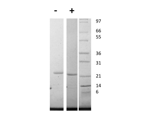 Interleukin-11