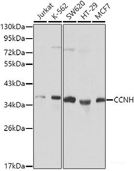 Anti-Cyclin H