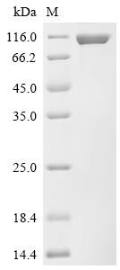 LIR-1 (LILRB1), partial, Biotinylated, human, recombinant