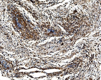 Anti-G3BP1 / Ras GTPase-activating protein-binding protein 1