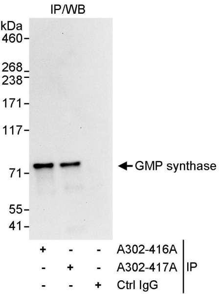 Anti-GMP synthase