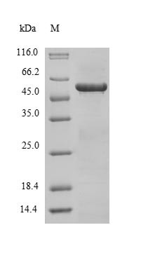 Tropomyosin alpha-3 chain (TPM3), human, recombinant