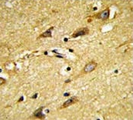 Anti-MOBP / Myelin-associated oligodendrocyte basic protein