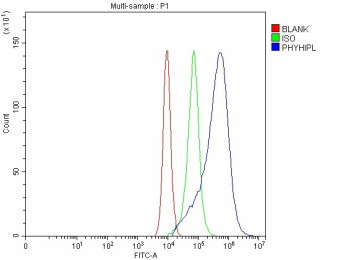 Anti-PHYHIPL / Phytanoyl-CoA hydroxylase-interacting protein-like
