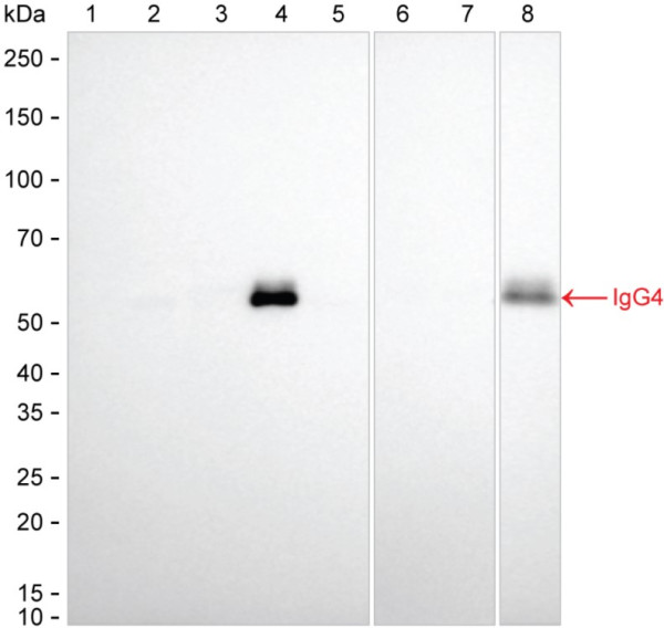 Anti-Human IgG4 Magnetic Beads