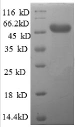 AFG3-like protein 2 (AFG3L2), partial, human, recombinant