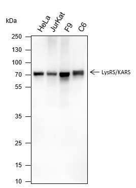 Anti-Recombinant LysRS, clone A291