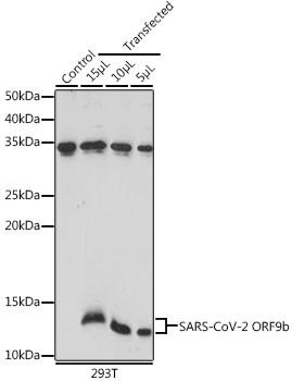 Anti-SARS-CoV-2 ORF9b