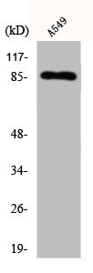 Anti-CDH7