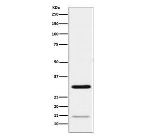 Anti-Geminin / GMNN, clone AEGO-7