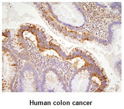 Anti-EphA2, clone 3D7