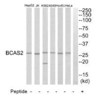 Anti-BCAS2