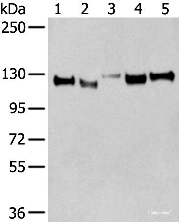 Anti-CNTN1